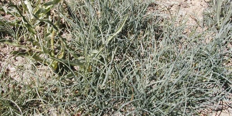 Festuca idahoensis Idaho Fescue