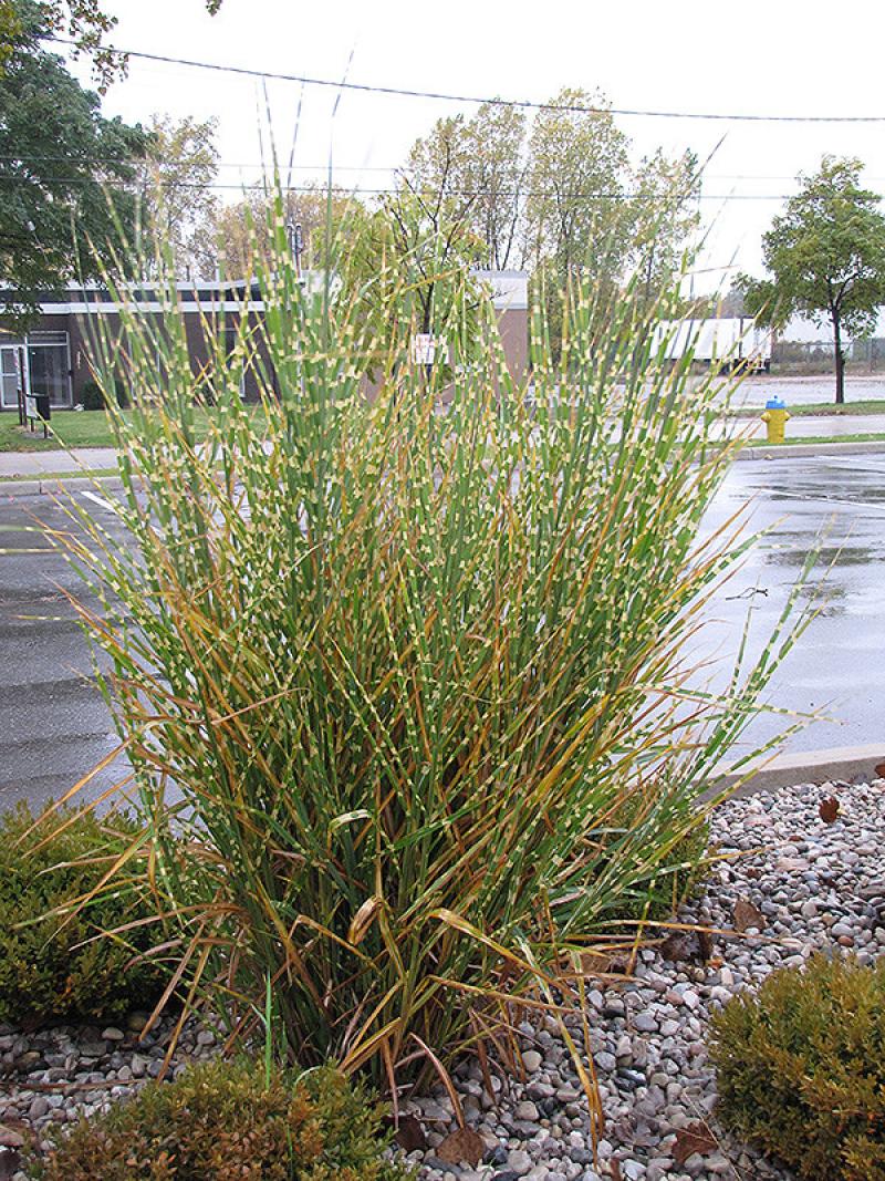 Miscanthus Porcupine