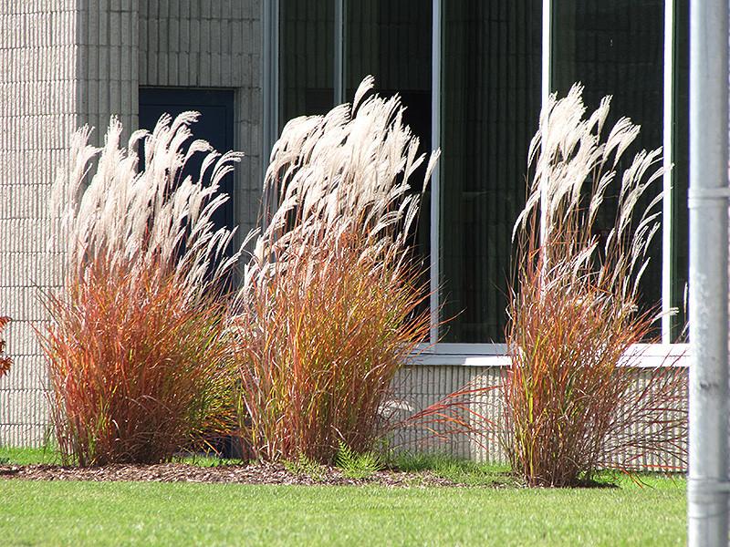 Miscanthus Flame