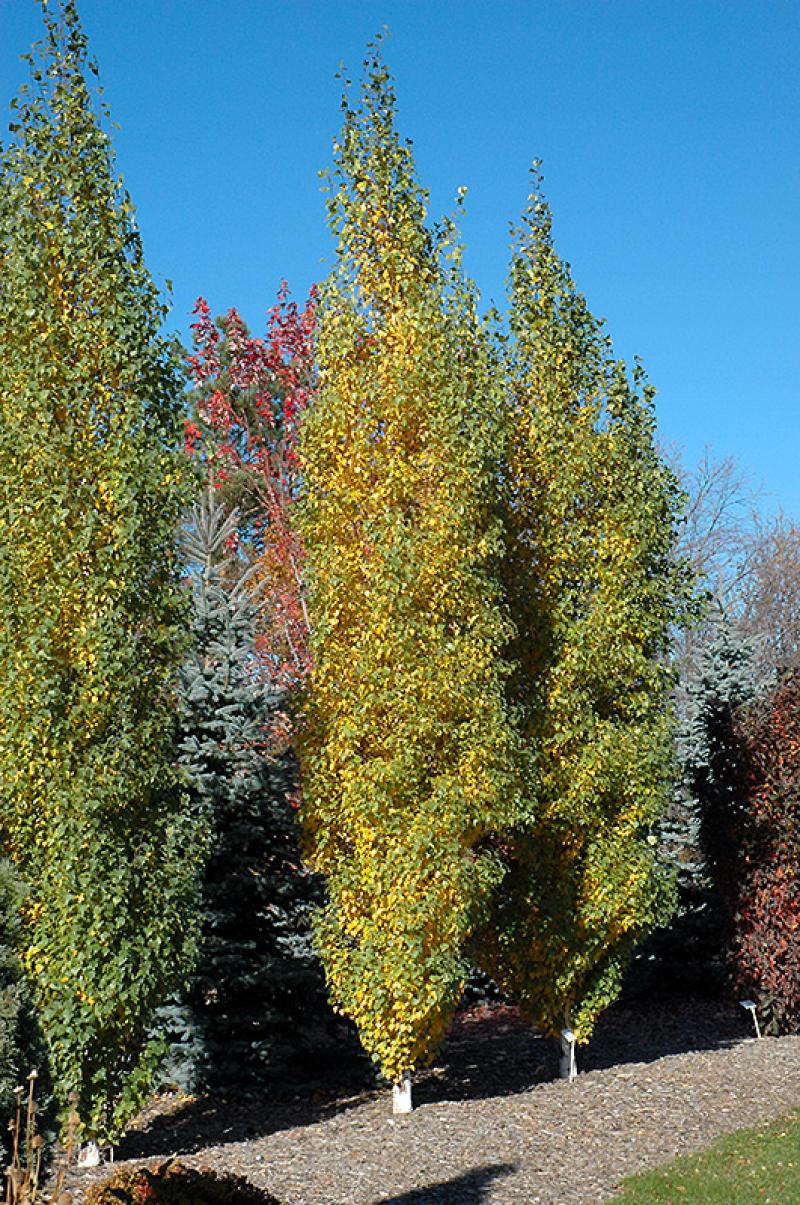 Birch - Parkland Pinnacle