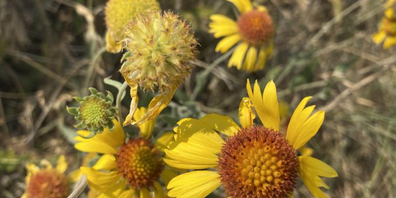 Brown-eyed-susan