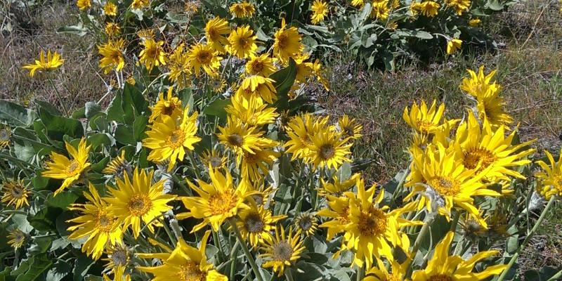 Balsamroot Sunflower