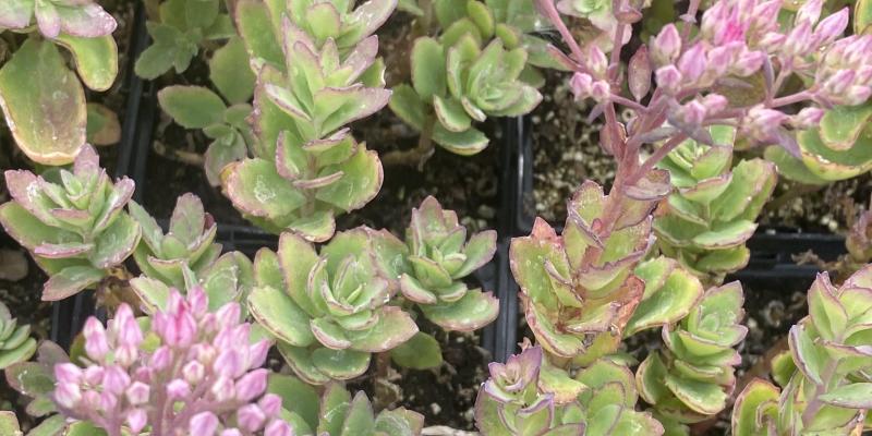 'Munstead Dark Red' Stonecrop