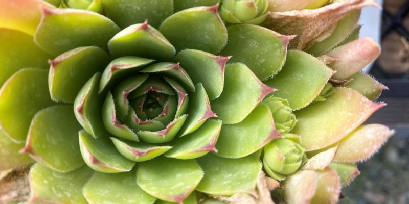 Hens and Chicks