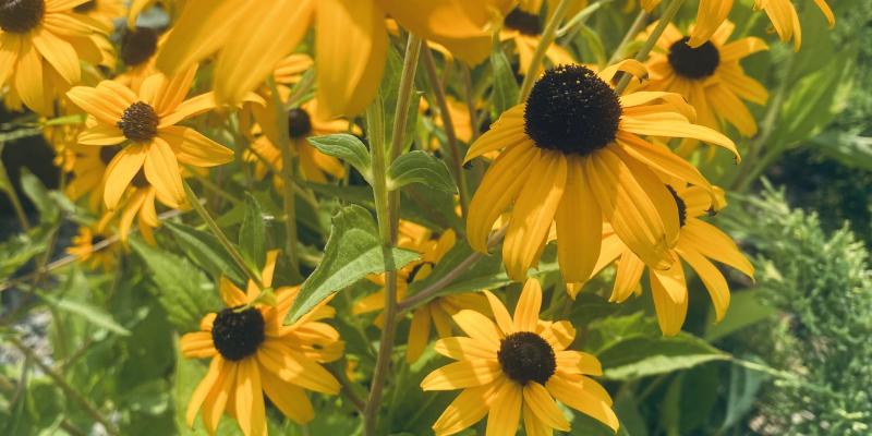 'Goldstrum' Black Eyed Susan