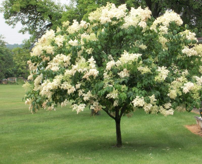 Lilac - Ivory Silk Tree