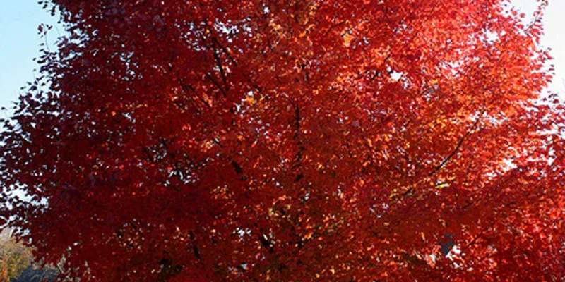 Maple - Redpointe