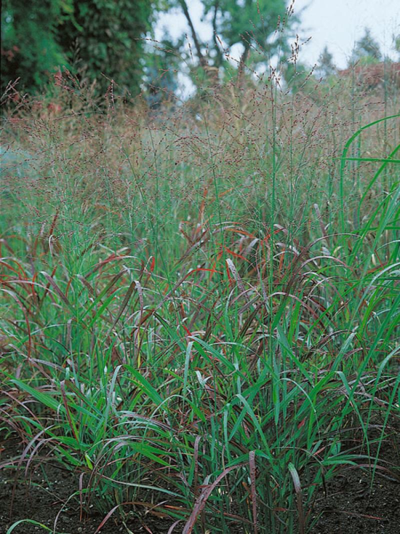 Panicum Rostralbusch