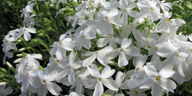 'White Delight' Creeping Phlox