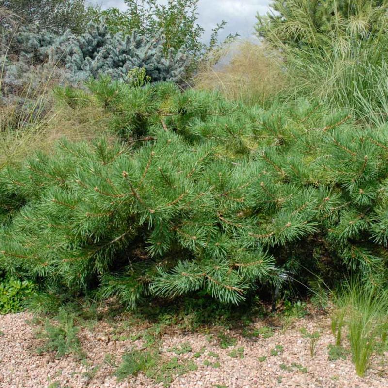 Pine - Hillside Creeper