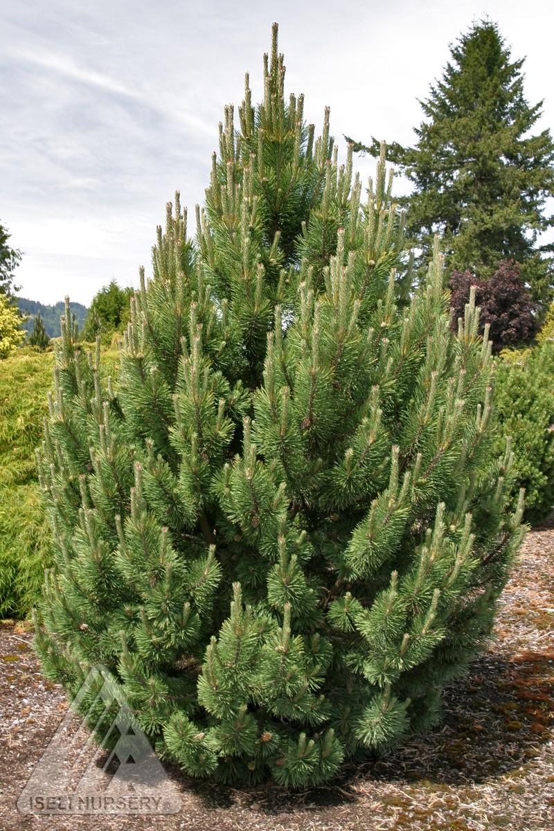 Pine - Tannenbaum