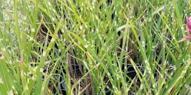 Porcupine Grass Miscanthus sinenesis 'strictus'