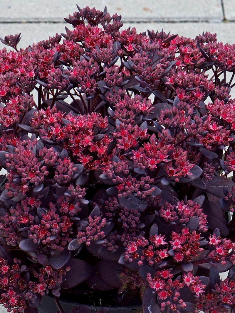 Sedum - Plum Dazzled