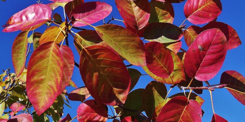 Autumn Brilliance