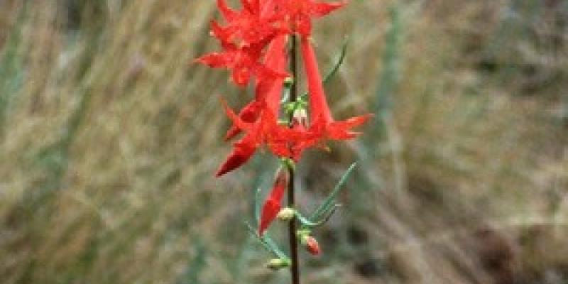 Scarlet gilia Gilia Aggregata