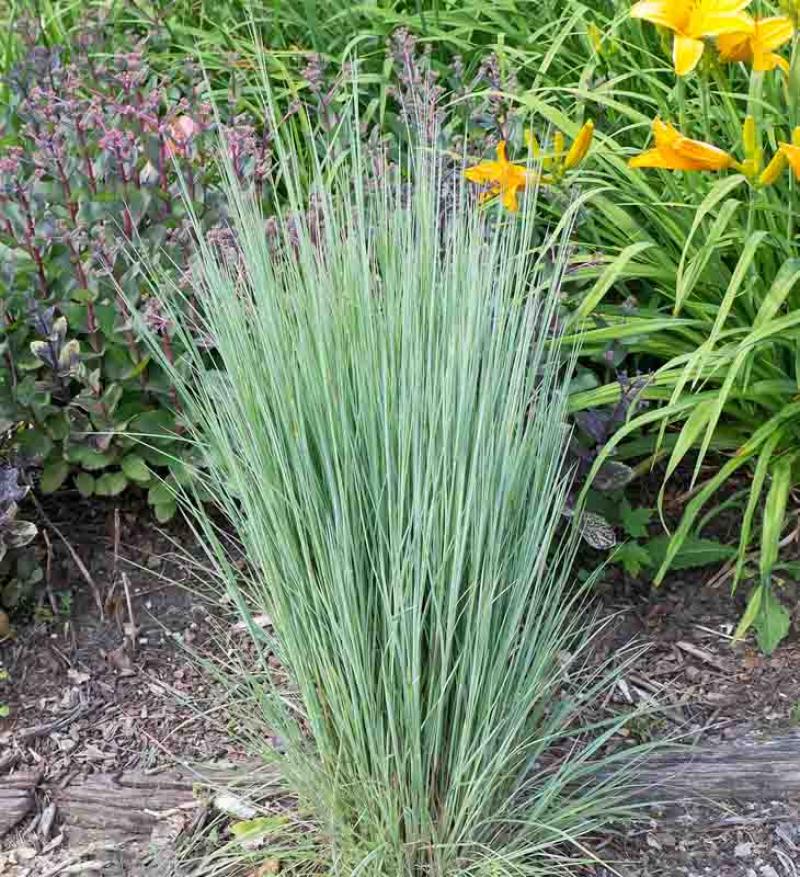 Little Bluestem The Blues