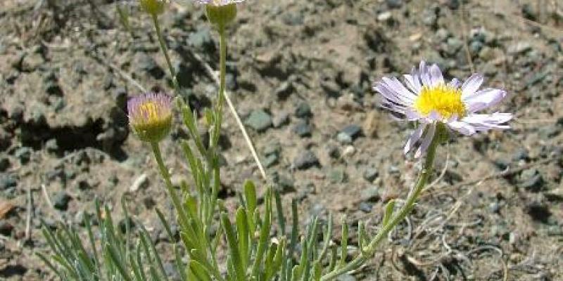 Thread-Leaved Fleabane Erigeron filifolius