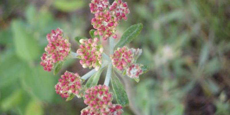 Eriogonum heracleoides