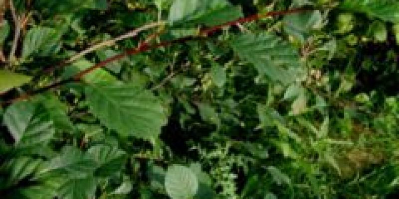 Sitka Alder
