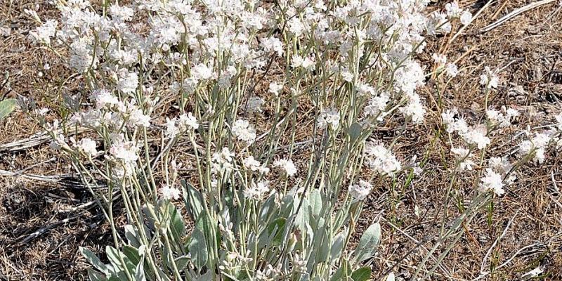 Snow Buckwheat