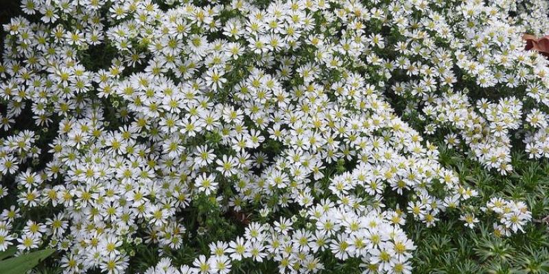 Tufted White Prairie Aster