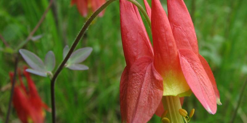Native Columbine