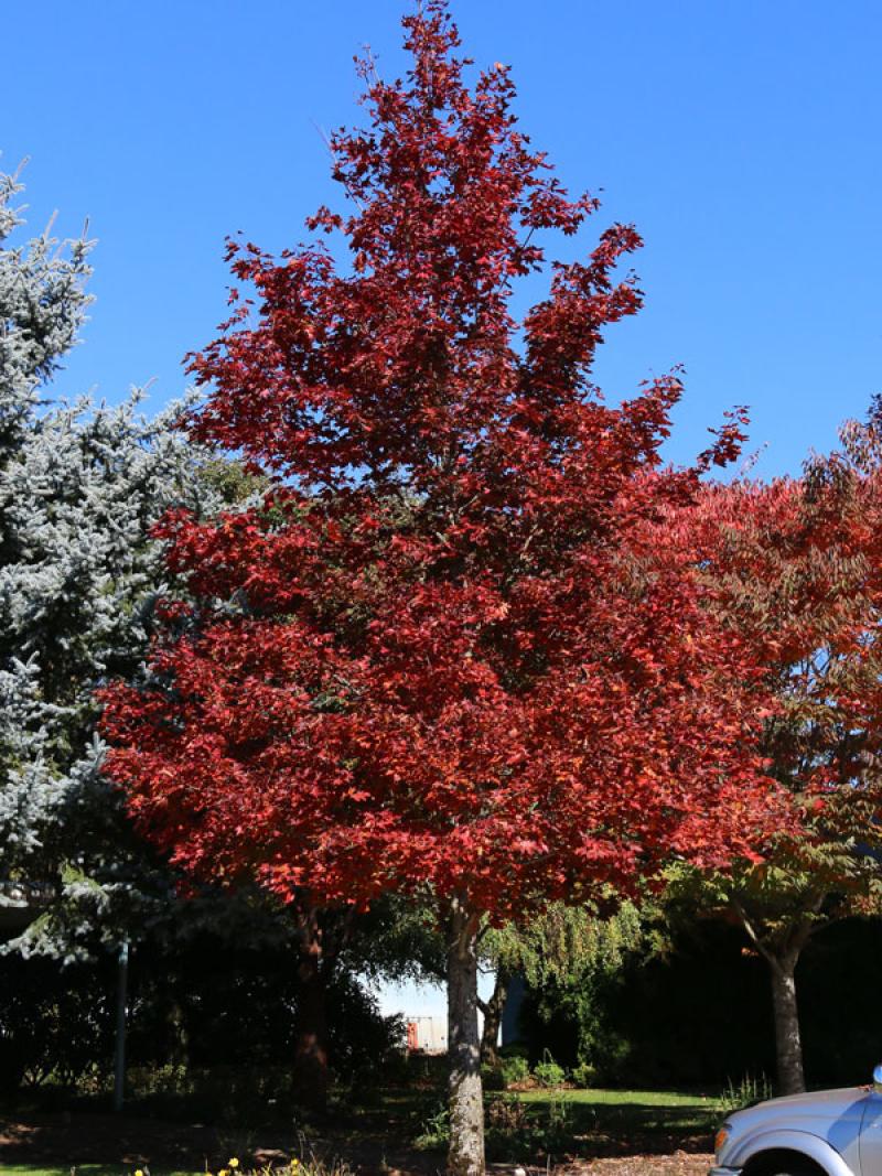 Maple - Crimson Sunset