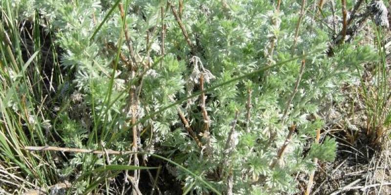 Pasture Sage Artemisia frigida