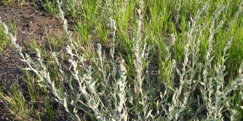 Western Mugwort Artemisia ludoviciana