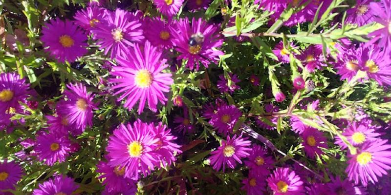 Aster dumosus 'Island Barbados'