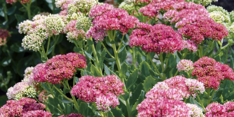 Sedum 'Autumn Joy' Stonecrop