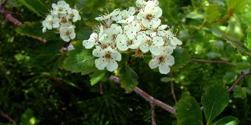 Crataegus douglasii Black Hawthorn