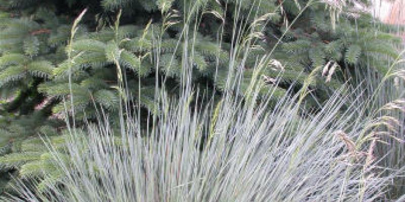 Blue Oat Grass Helichtotrichon sempervirens