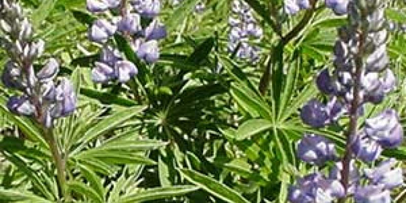 Silky Lupine Lupinus sericeus