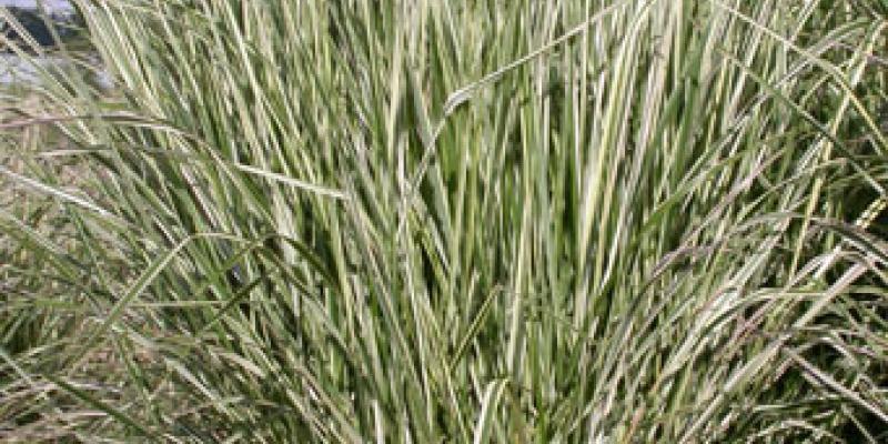 Variegated Reed Grass Calamagrostis acutiflora 'Overdam'