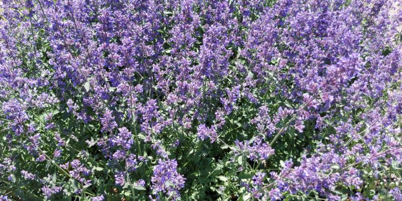 Nepeta racemose 'Walkers Low' Catmint