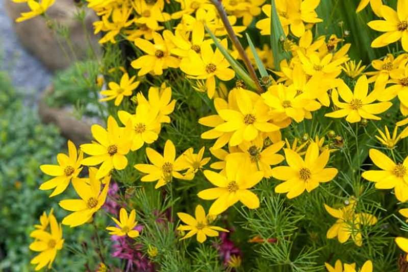 Coreopsis - Zagreb