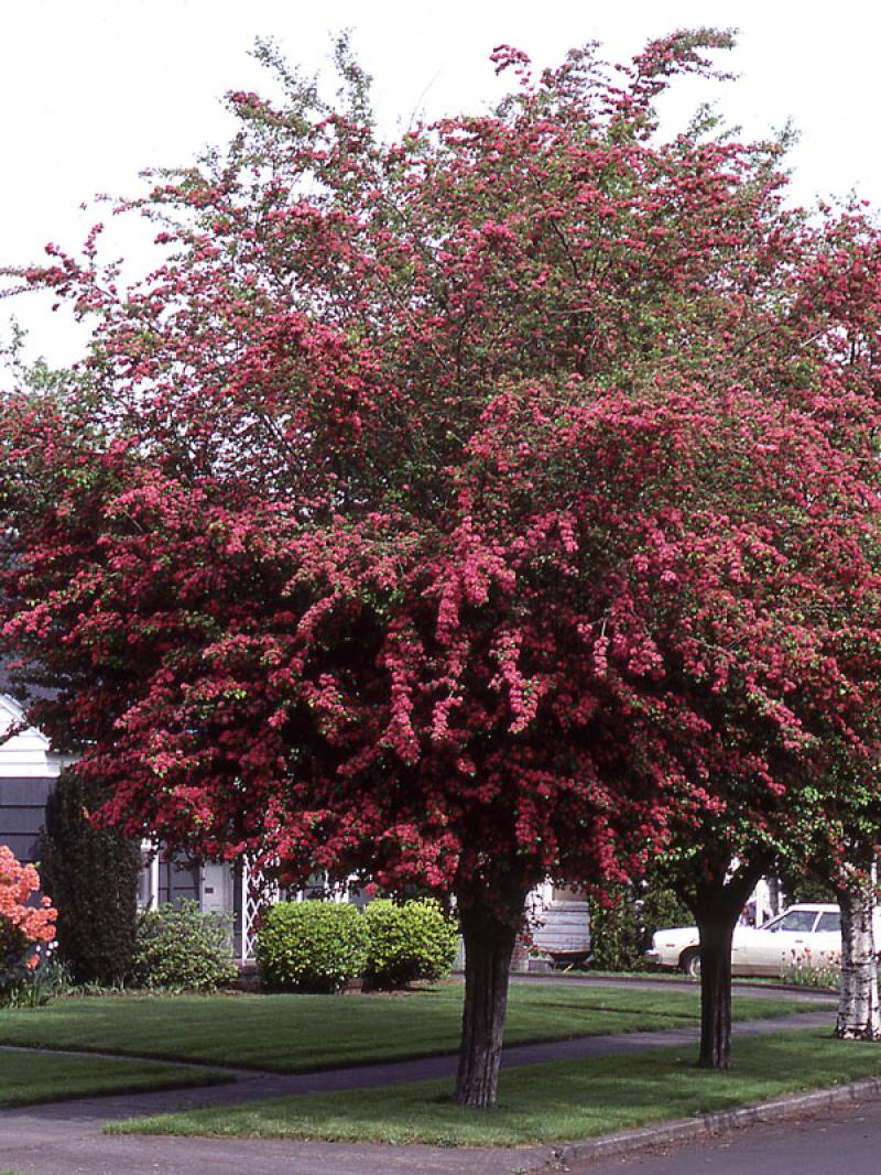 Hawthorn - Paul's Scarlet