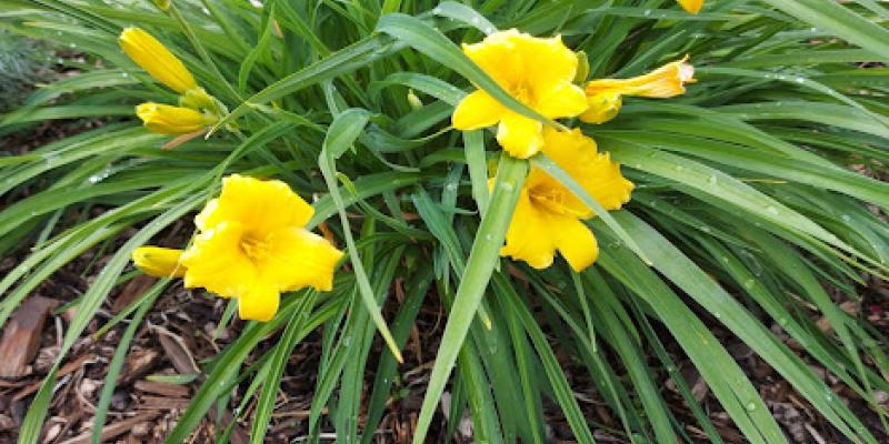 Hemerocallis 'Stella D'oro' Daylily