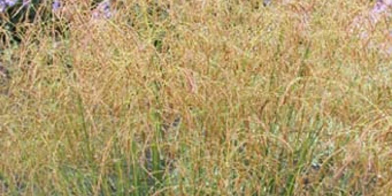 Tufted Hair Grass ‘Gold Tau’
