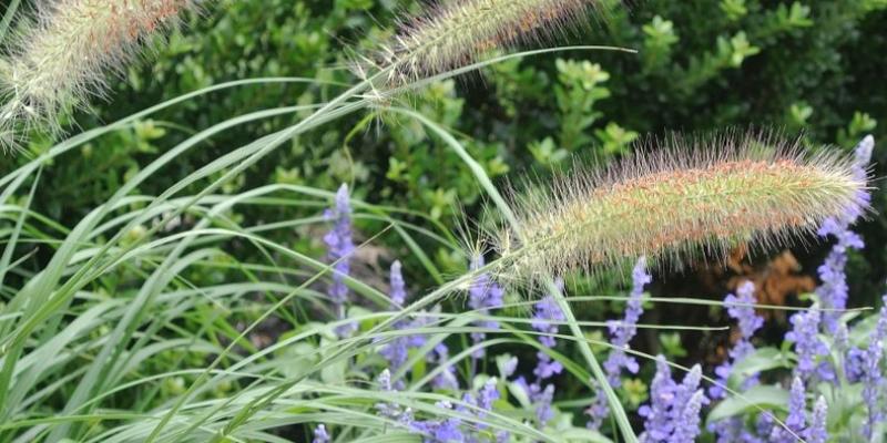 'Hameln' Dwarf Fountain Grass