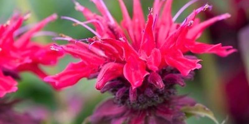 'Fireball' Beebalm