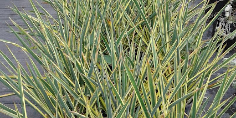Yucca filamentosa 'Bright Edge'