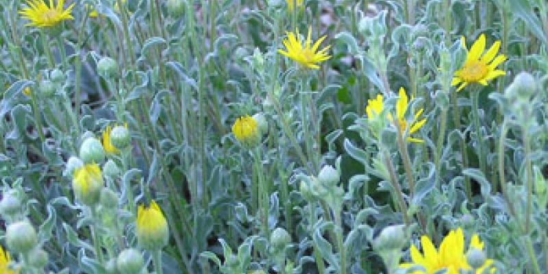 Golden Aster
