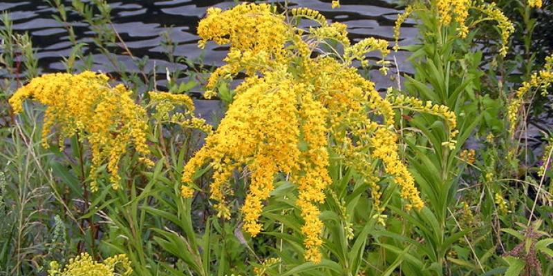 Goldenrod Solidago canadensis