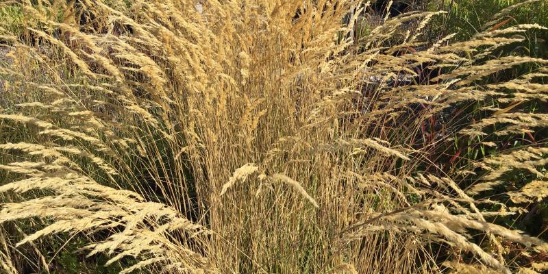 'El Dorado' Feather Reed Grass