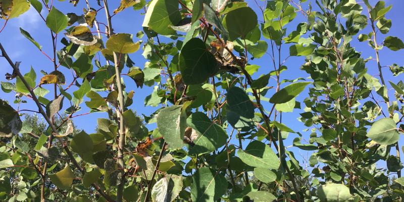 Trembling Aspen