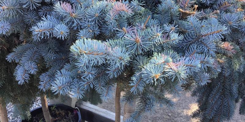 Spruce 'Blue Globe' on Standard