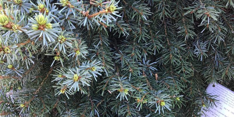 Spruce, Dwarf Serbian on Standard