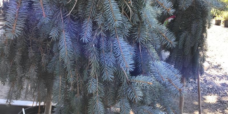 Spruce, Weeping Blue on Standard